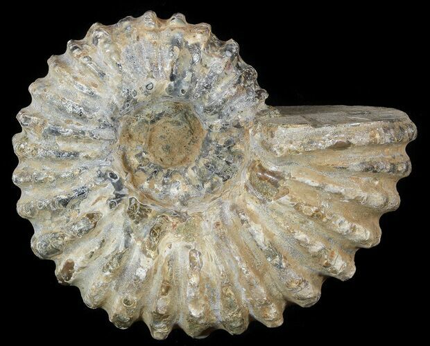Bumpy Douvilleiceras Ammonite - Madagascar #53316